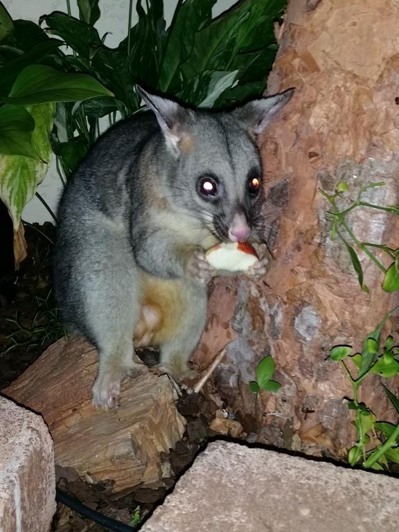 Reef Lodge Backpackers Townsville Eksteriør bilde